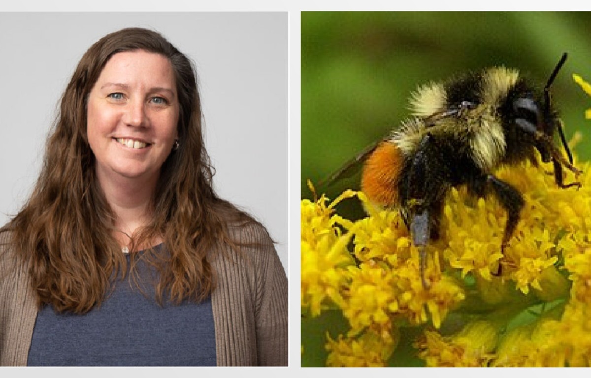 Hösten är pollinatörernas sista chans – och vår möjlighet att hjälpa till